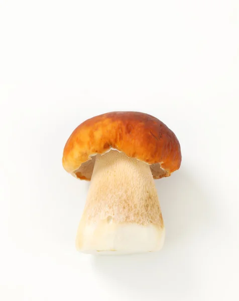 Fresh edible mushroom — Stock Photo, Image