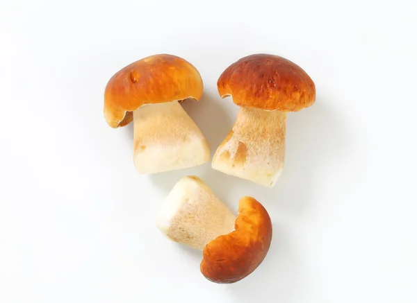 Fresh edible mushrooms — Stock Photo, Image