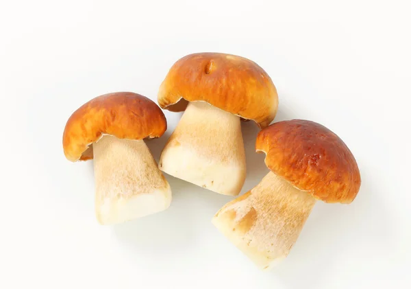 Fresh edible mushrooms — Stock Photo, Image