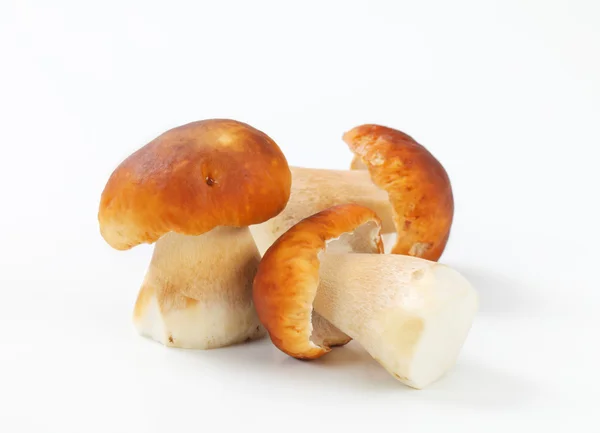 Fresh edible mushrooms — Stock Photo, Image