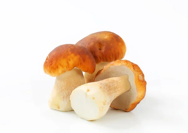 Fresh edible mushrooms — Stock Photo, Image