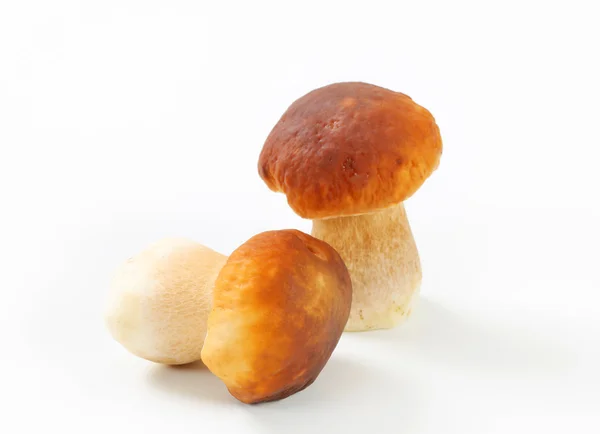 Fresh edible mushrooms — Stock Photo, Image