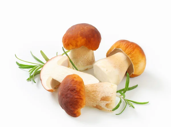 Fresh edible mushrooms — Stock Photo, Image