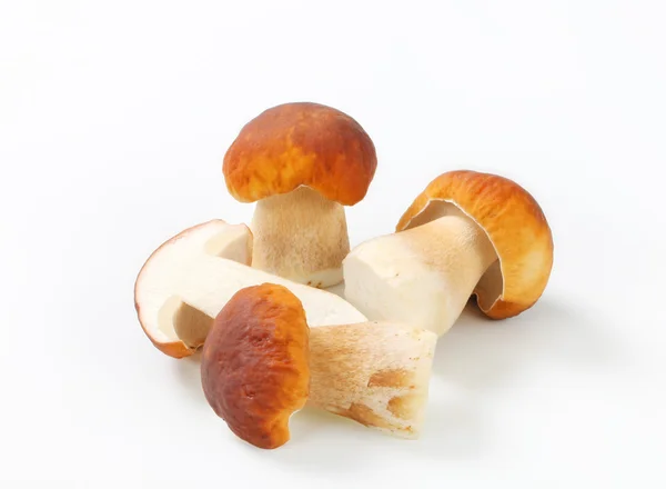 Fresh edible mushroom — Stock Photo, Image