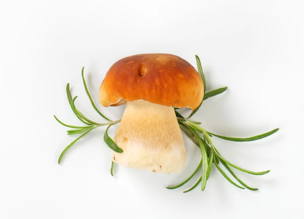 Fresh edible mushroom — Stock Photo, Image