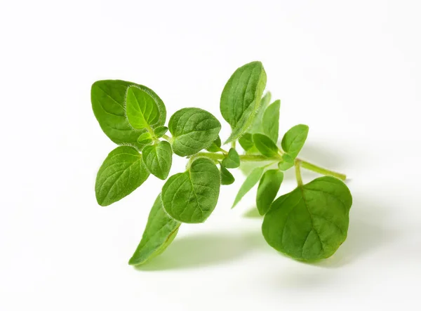 Fresh oregano sprig — Stock Photo, Image