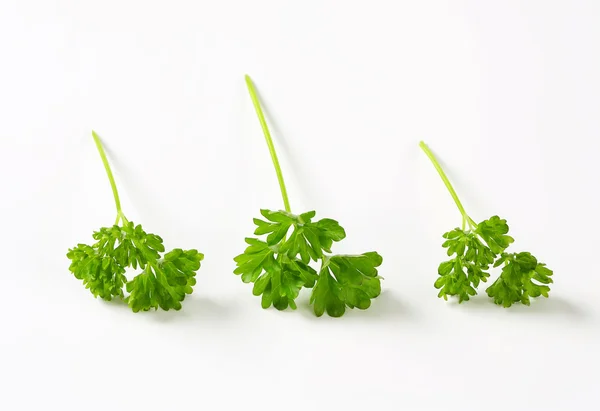 Fresh parsley sprigs — Stock Photo, Image