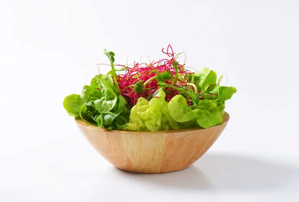 Змішані зелений салат — стокове фото
