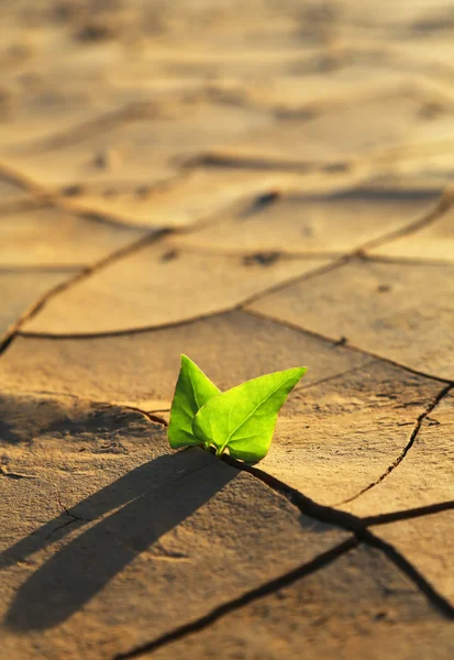 Planta que cresce através do solo seco rachado — Fotografia de Stock