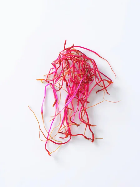 Beetroot sprouts — Stock Photo, Image