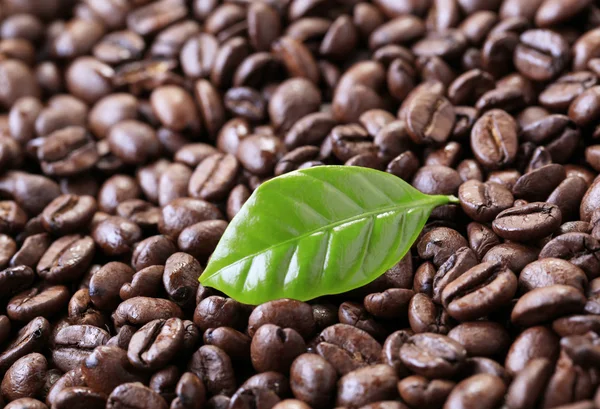 Coffee beans — Stock Photo, Image