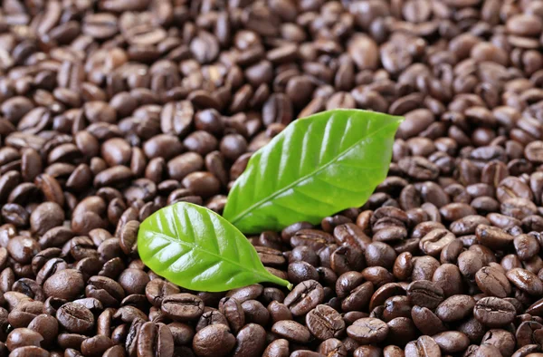 Coffee beans — Stock Photo, Image