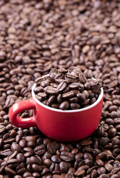 Coffee beans — Stock Photo, Image