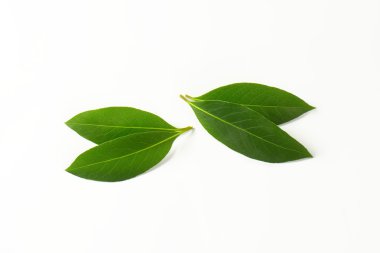 taze defne yaprağı