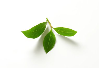 Defne yaprağı fışkın