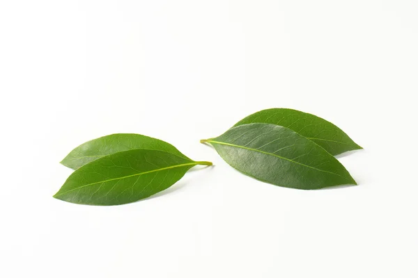 Frische Lorbeerblätter — Stockfoto