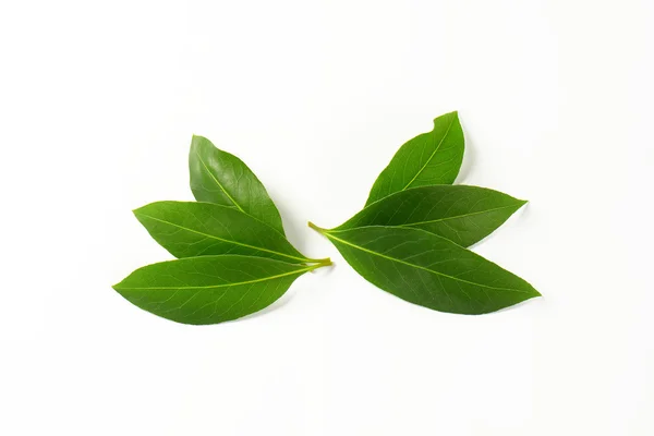 Čerstvý bobkový list — Stock fotografie