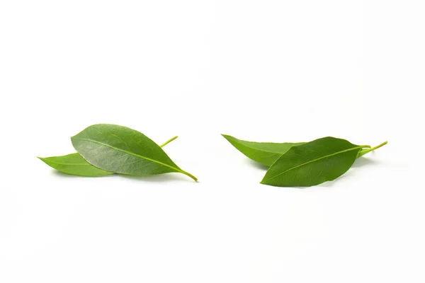 신선한 베이 잎 — 스톡 사진