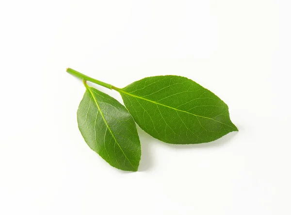 Rama de hojas de laurel — Foto de Stock