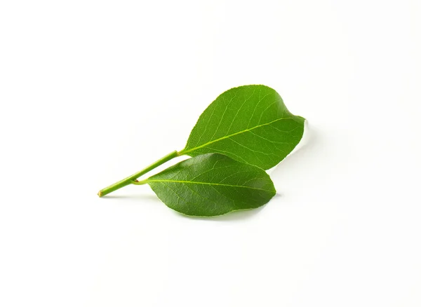 Raminho de folhas de louro — Fotografia de Stock