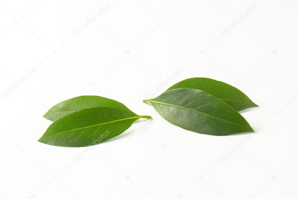 Fresh bay leaves