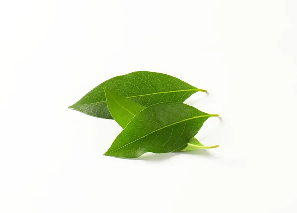 신선한 베이 잎 — 스톡 사진
