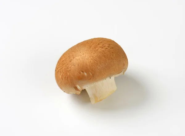 Cogumelo castanho — Fotografia de Stock