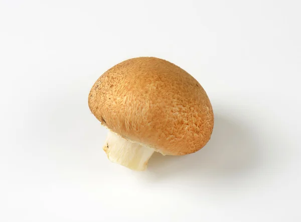 Chestnut Mushroom — Stock Photo, Image