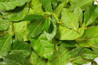 taze defne yaprağı