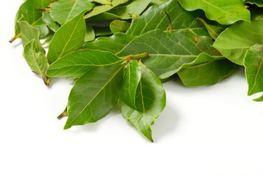 taze defne yaprağı