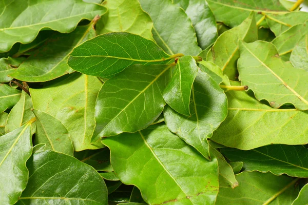 Hojas frescas de laurel — Foto de Stock