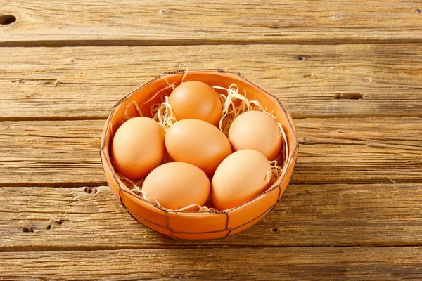 테라코타 그릇에 갈색 달걀 — 스톡 사진