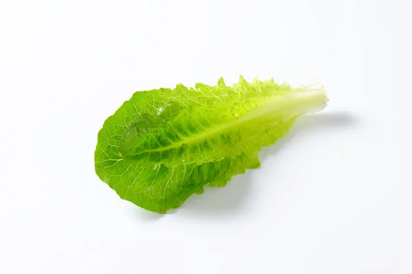 Салат-латук листя — стокове фото