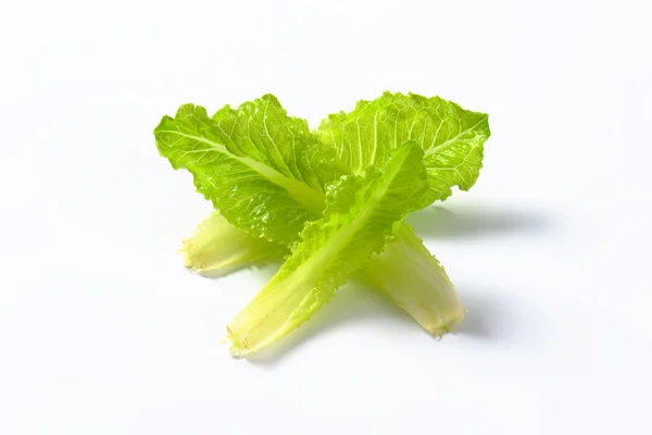 Romaine frunze de salată verde — Fotografie, imagine de stoc