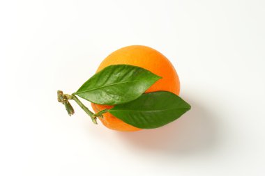 Olgun turuncu yaprak ile