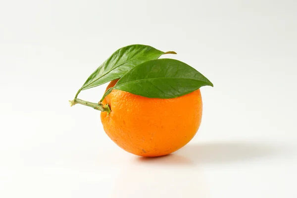 전체 주황색 단풍 — 스톡 사진