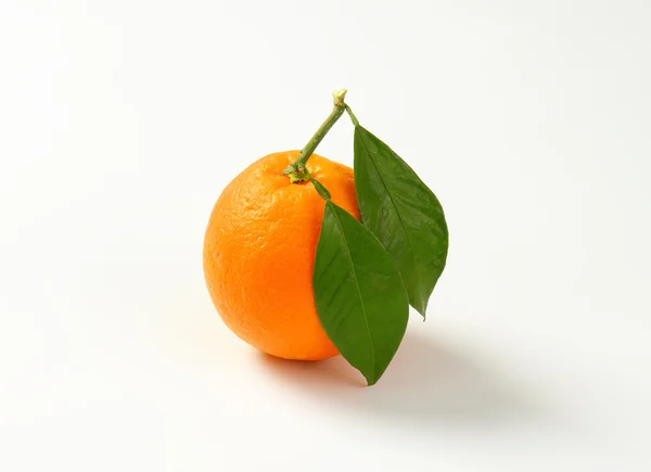 전체 주황색 단풍 — 스톡 사진
