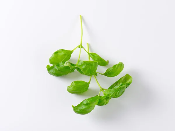 Fresh basil leaves — Stock Photo, Image