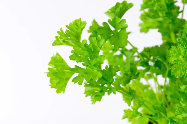 Fresh parsley leaves — Stock Photo, Image