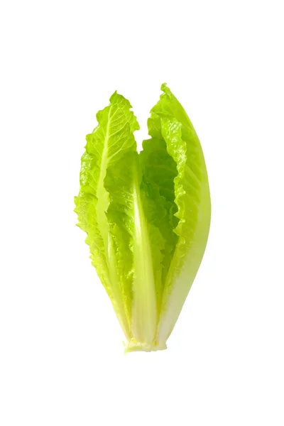 Romaine sallad hjärta — Stockfoto