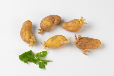 lahanası büyüyen patates