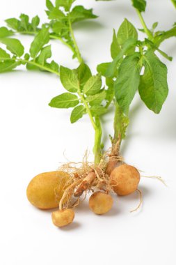 Bütün patates bitki