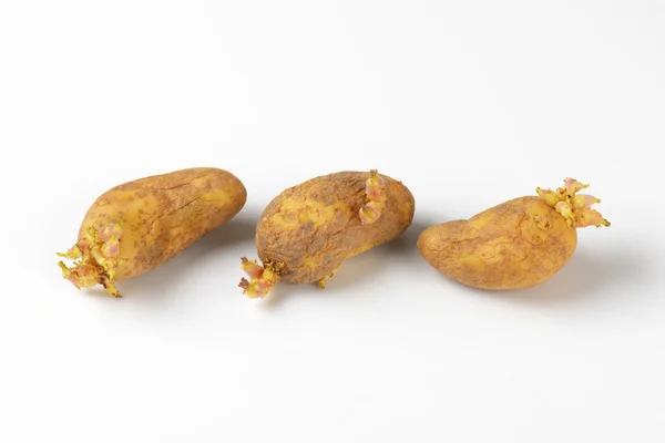 Germogli di patate — Foto Stock
