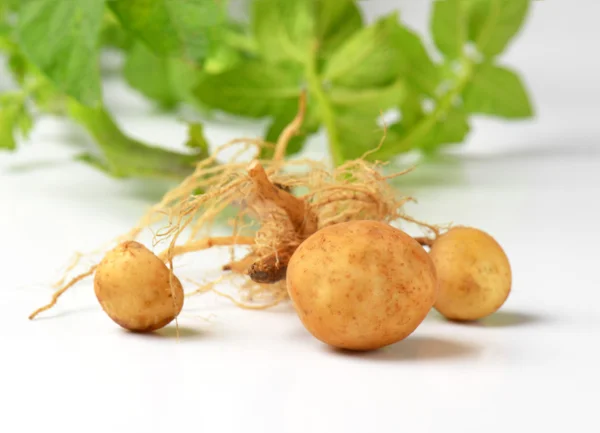 Całe ziemniaki roślin — Zdjęcie stockowe