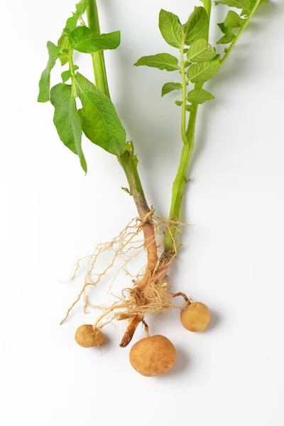 Hele aardappel plant — Stockfoto