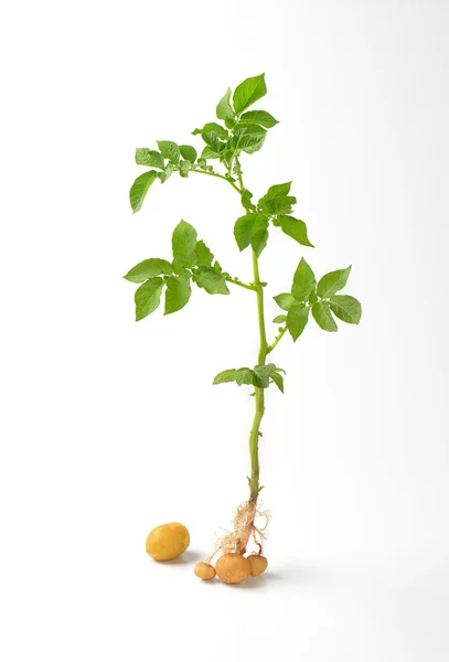 Planta de batata inteira — Fotografia de Stock