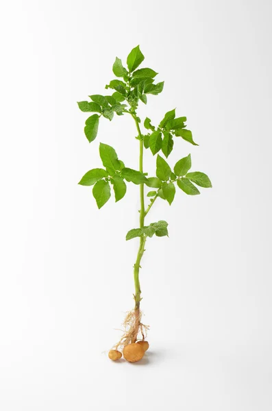 Egész burgonya növény — Stock Fotó