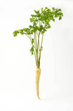 taze maydanoz kökü