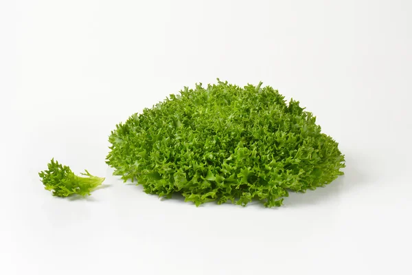 Lettuce Lollo Bionda — Stock Photo, Image