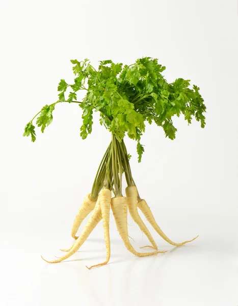 Bunch of parsley roots — Stock Photo, Image